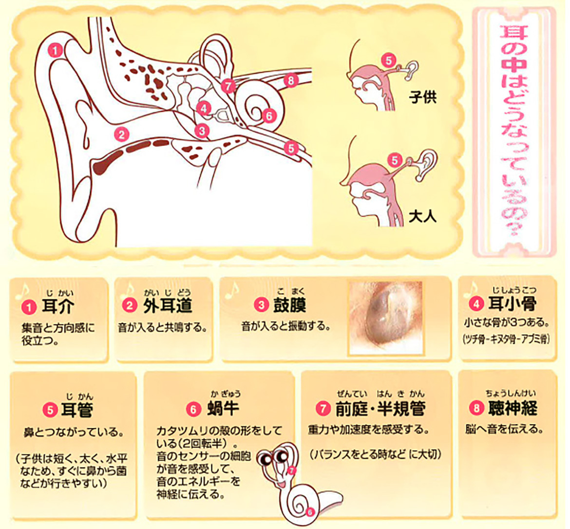 耳の中はどうなっているの