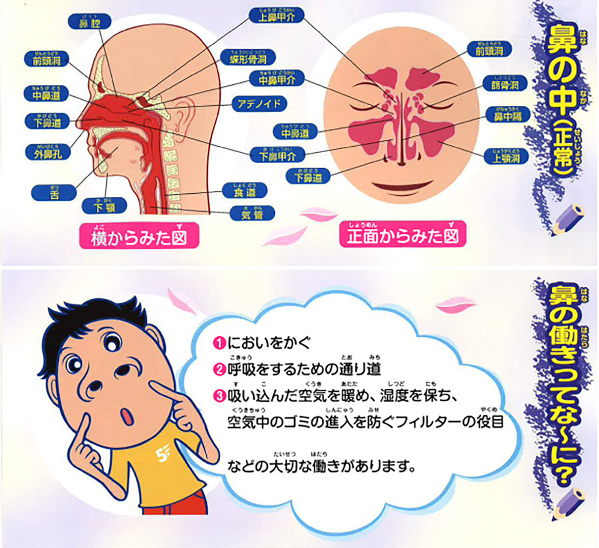 副鼻腔炎　鼻の機能