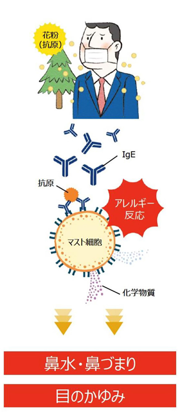 花粉症がおこるしくみ